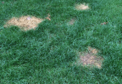 Dog Urine Spots on Lawn? (How to Treat Urine Spots on Grass) - LawnsBesty