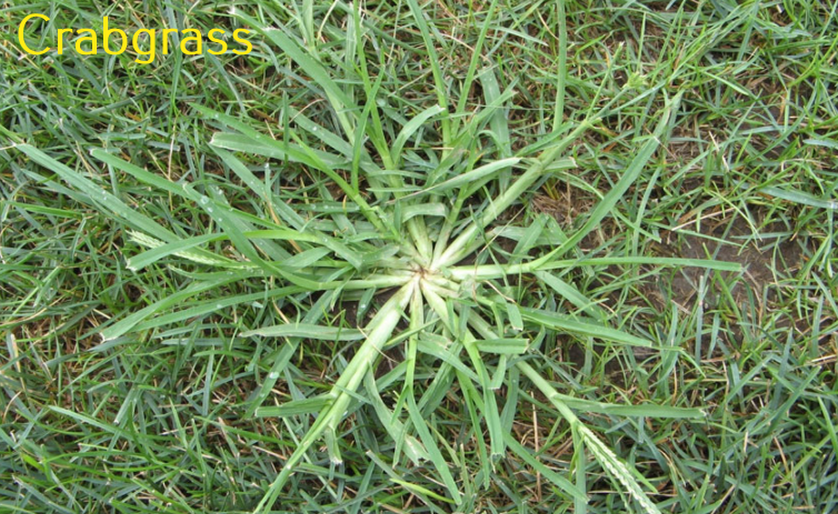 crabgrass picture