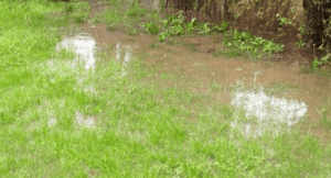Standing Water On Lawn Min 300x162 