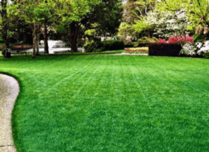 lawn after iron