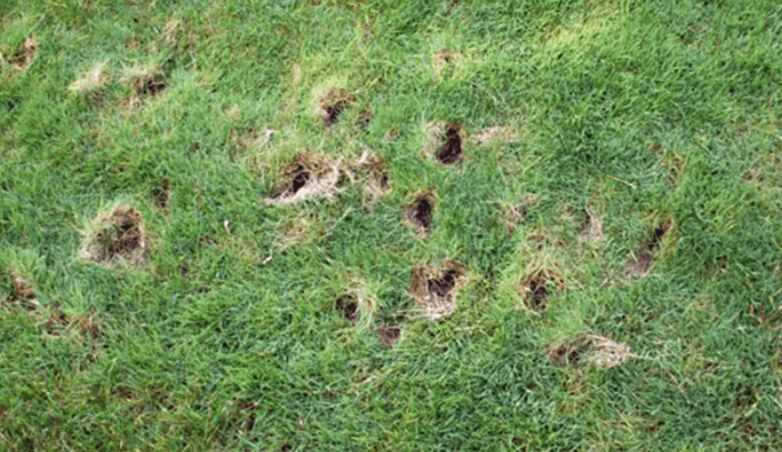 Small Holes In Lawn Overnight Causes How To Fill Them Lawnsbesty