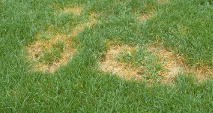 Brown Patches in Lawn - Causes + How to Fix - LawnsBesty