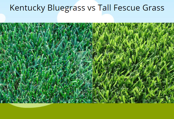 Kentucky Bluegrass Vs Fescue Grass Hot Sex Picture