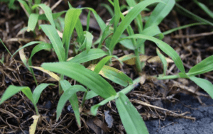 When crabgrass germinate
