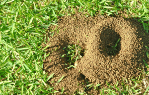 Ant hills in lawn