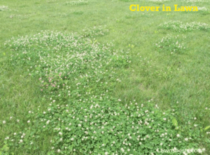 Clover in lawn