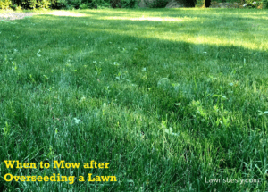 overseeded lawn