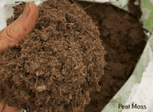 Peat Moss for Lawns