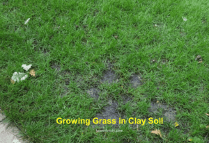 Grow grass in clay soil