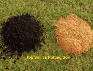 Top soil vs potting soil