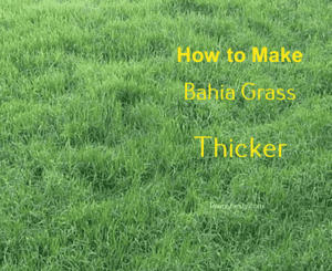 Make Bahia Grass Thicker