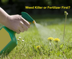Weed killer or fertilizer first