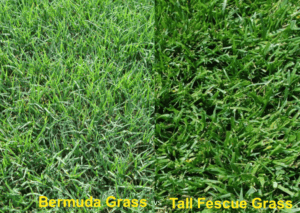 Bermuda vs Fescue Grass