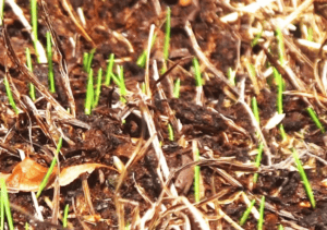 How to tell if grass seed is germinating